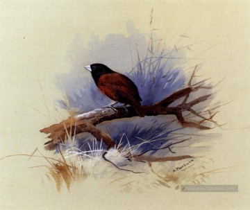 Un Népal noir à tête nue dans la branche d’un arbre Archibald Thorburn oiseau Peinture à l'huile
